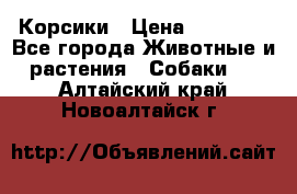 Корсики › Цена ­ 15 000 - Все города Животные и растения » Собаки   . Алтайский край,Новоалтайск г.